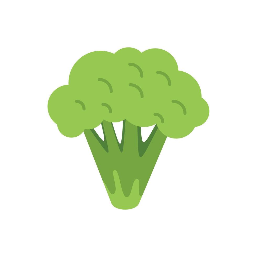 Fresh green broccoli florets growing healthy food illustration vector