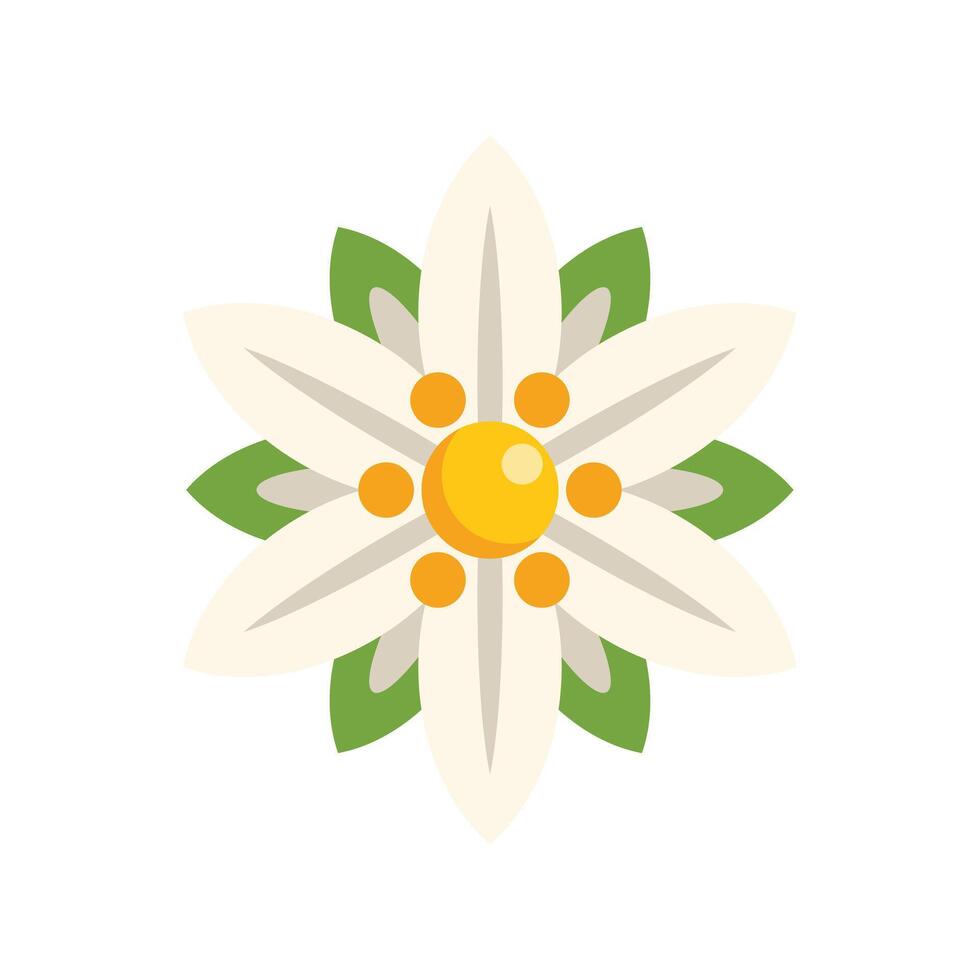 Edelweiss flower blooming with white petals and yellow center vector