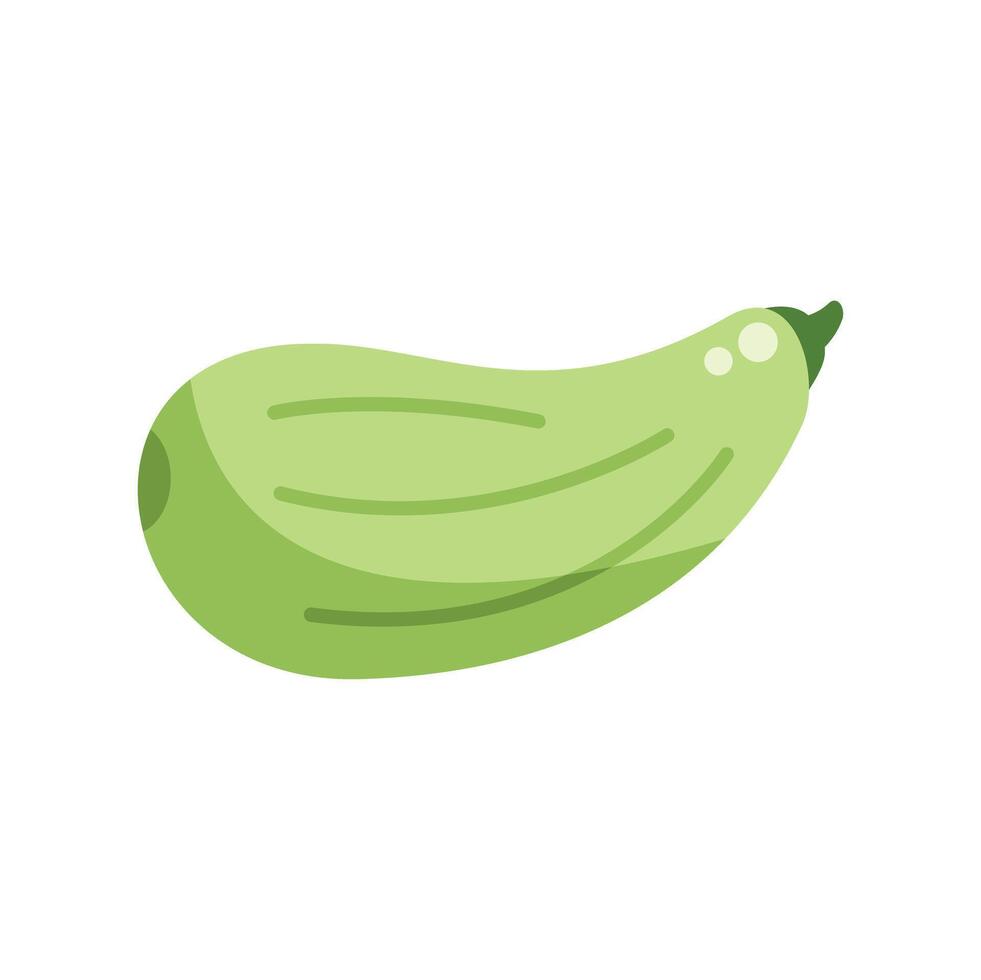 Green zucchini squash lying horizontally with green highlights vector