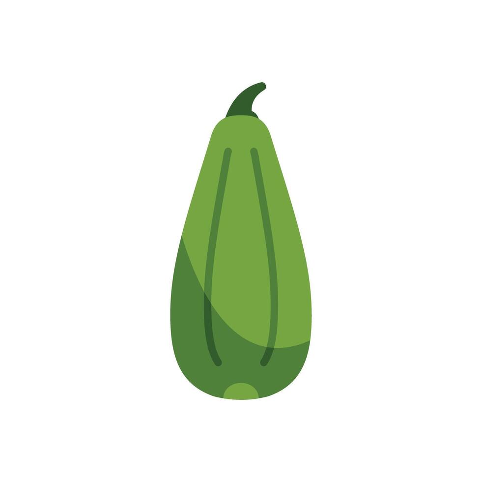 Green zucchini squash growing on vine illustration vector
