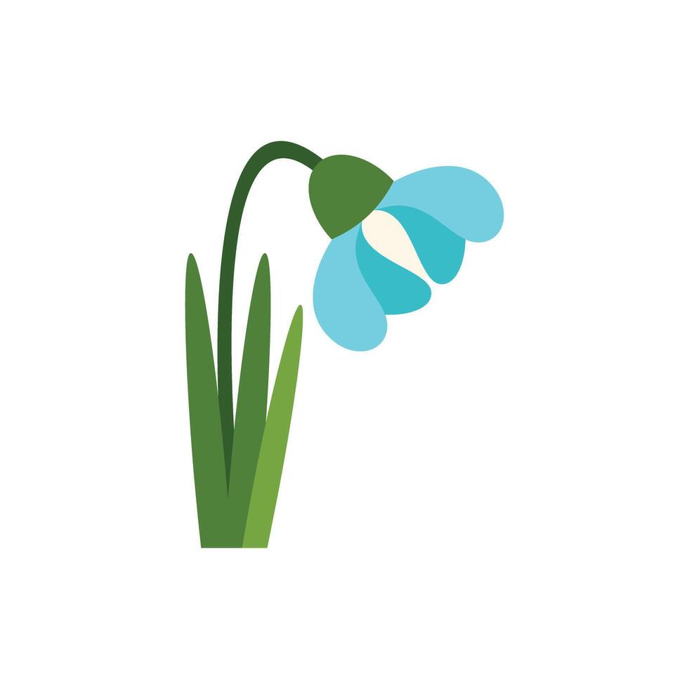 Blue snowdrop flower blooming in springtime graphic illustration vector