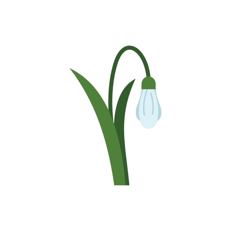 Single snowdrop flower blooming from green stem vector