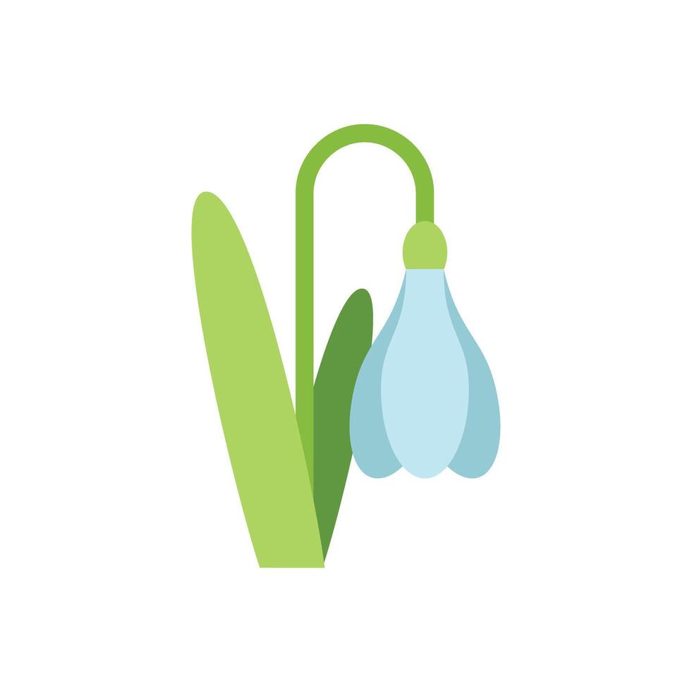 Single snowdrop flower growing with stem and leaves vector