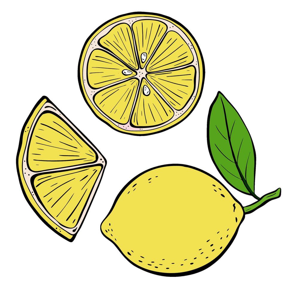 An Illustration featuring Fresh Lemon and Slices accompanied by a Green Leaf Design. vector