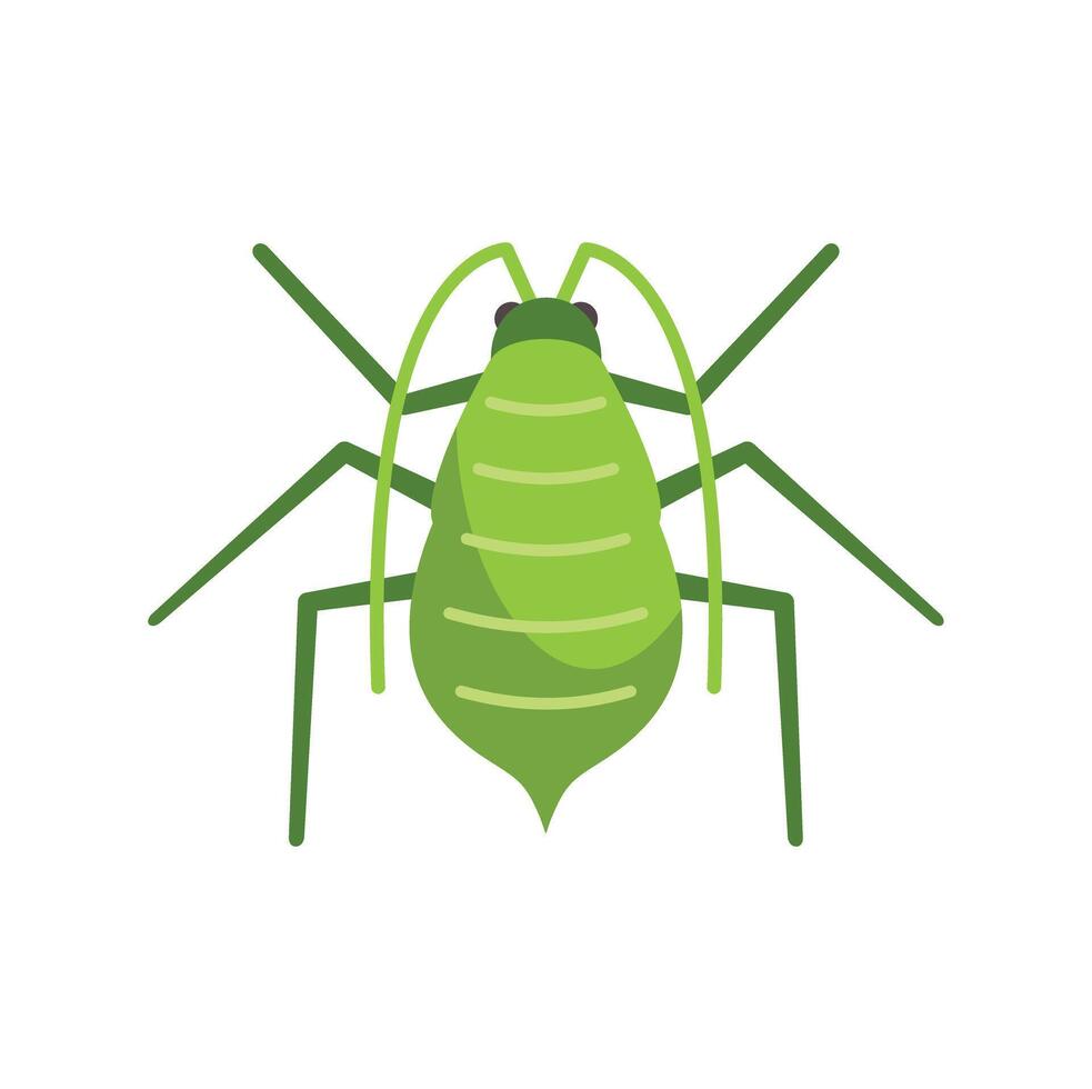 Green aphid insect pest spreading virus on garden plants vector