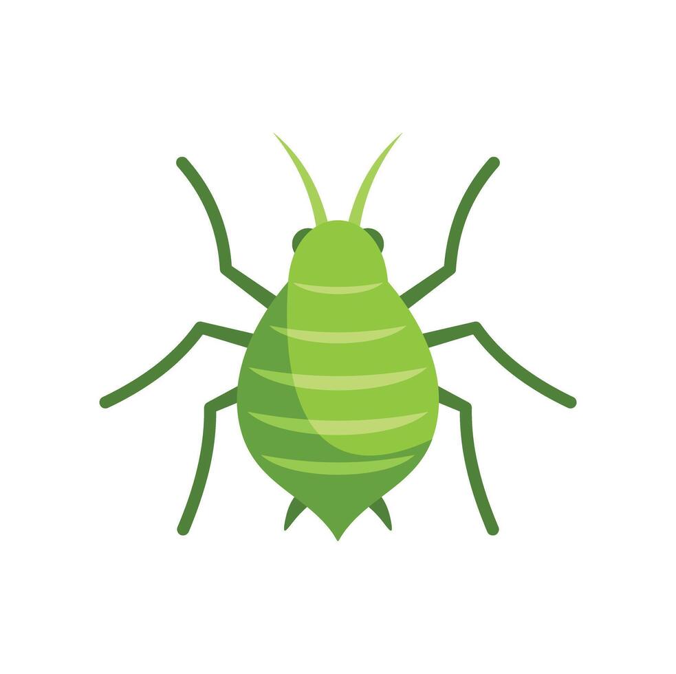 Green aphid insect pest spreading virus to plants vector