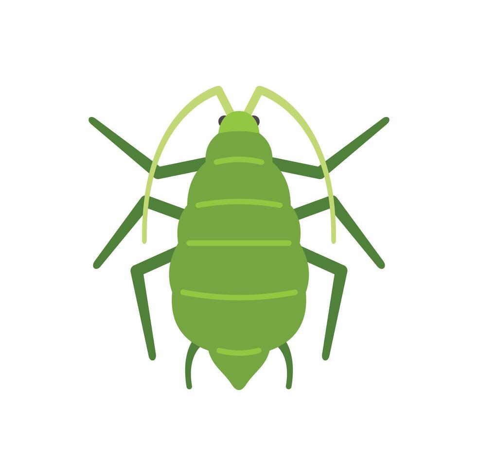 Green aphid insect pest crawling with long antennae vector