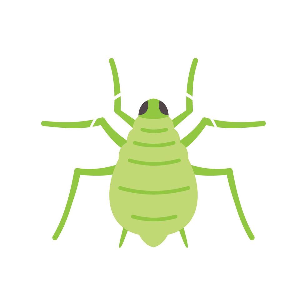 Green aphid insect pest spreading virus on plant with six legs and two antennae vector