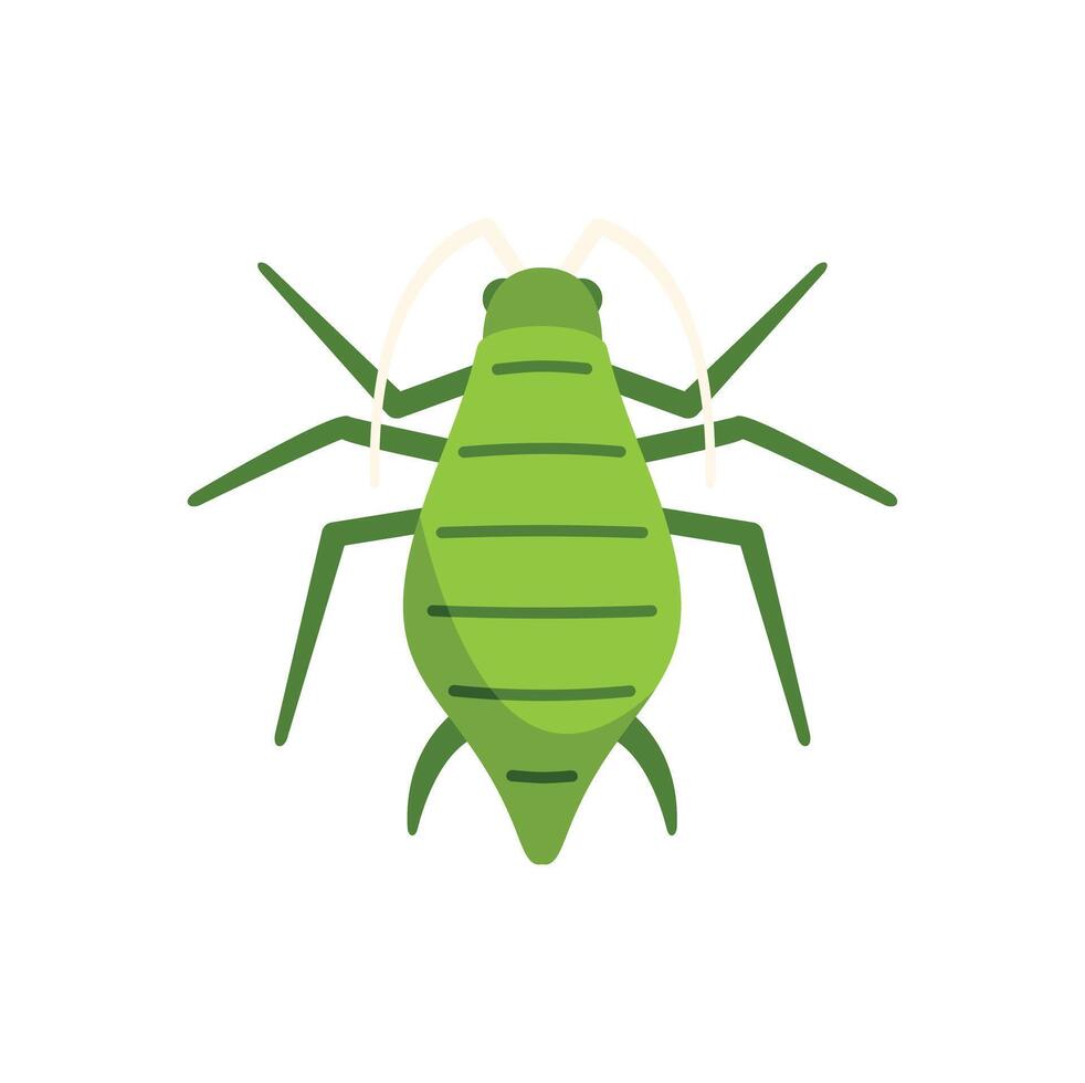 Green aphid insect pest spreading virus to plants vector