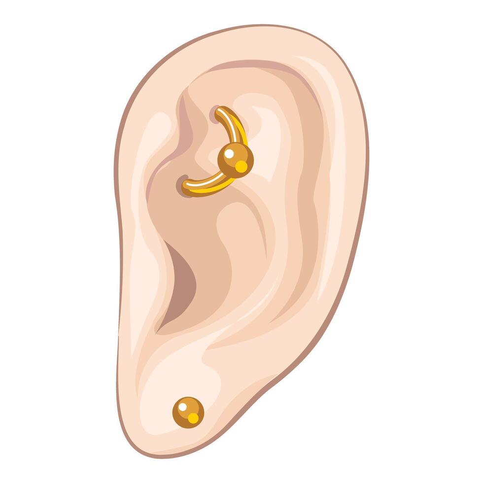 Human ear with golden helix and lobe piercings representing body modification vector
