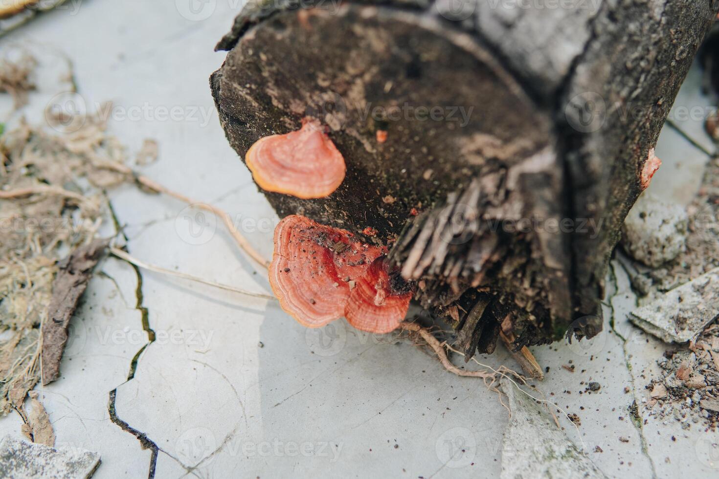A log with bracket fungus or Polypore mushrooms growing on it. The log is on a concrete surface. photo