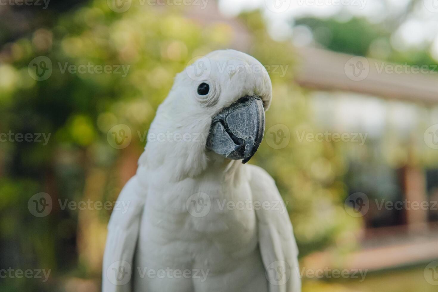 Sulphur-crested cockatoo, a white parrot with a yellow beak stands on a ledge. photo