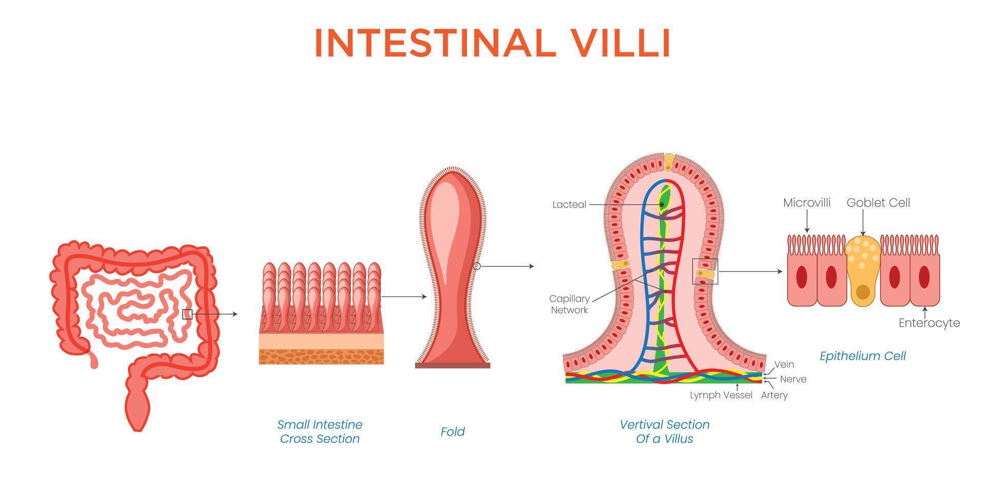 Intestinal Villi Structure and Role in Nutrient Absorption vector