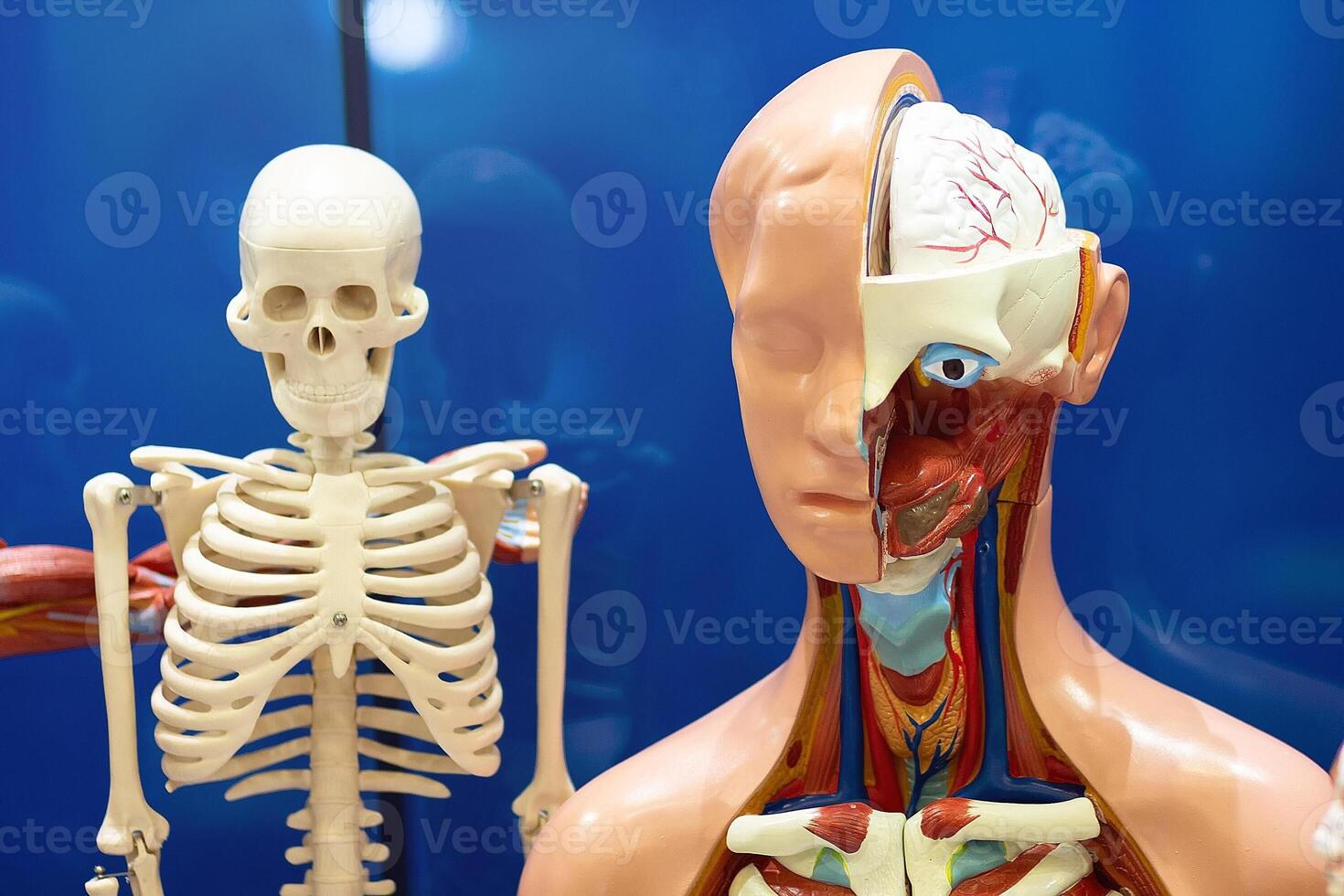Models for studying human internal organs and anatomy photo