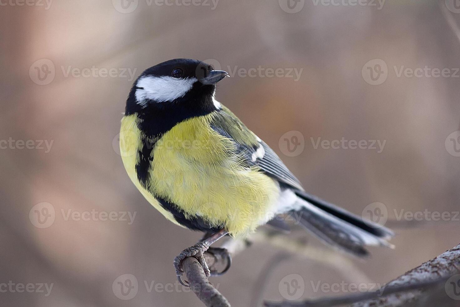 Great tit perched on a branch close-up photo