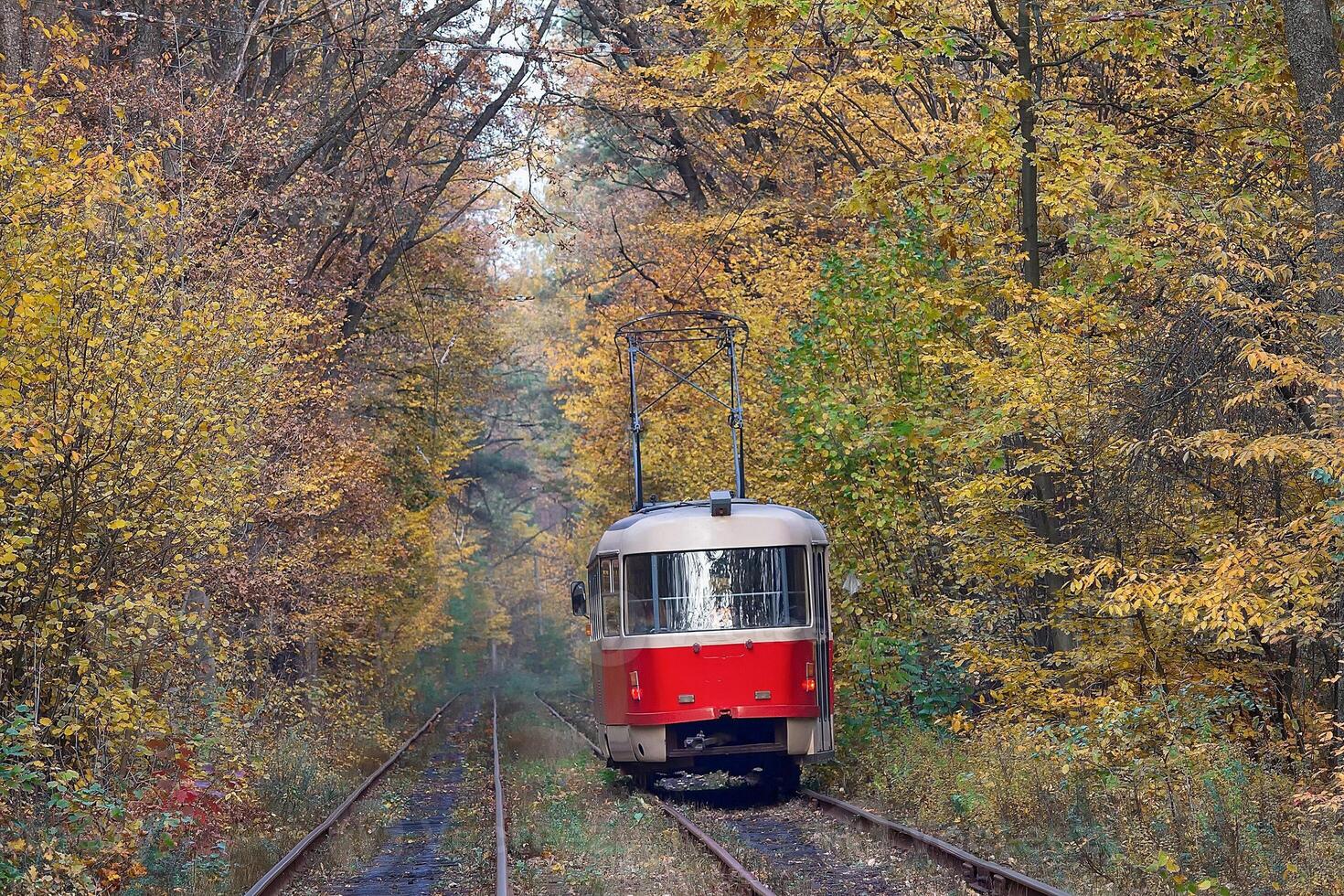 Red tram traveling in the tunnel of autumn trees photo