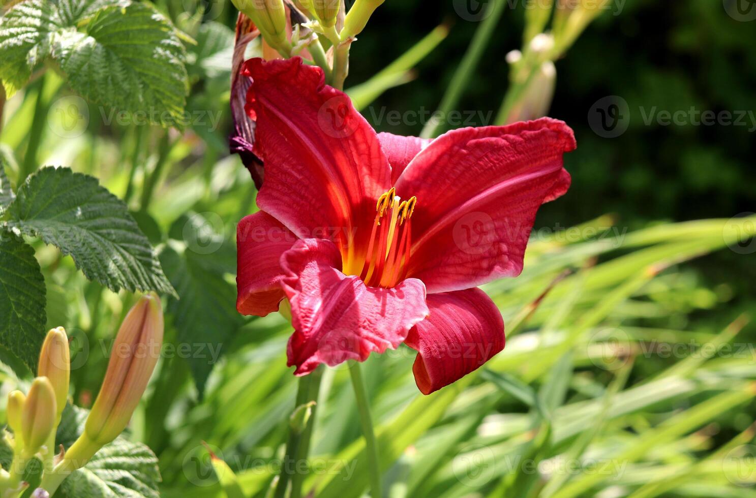 One blooming red lily with stamens and buds in partial shade photo