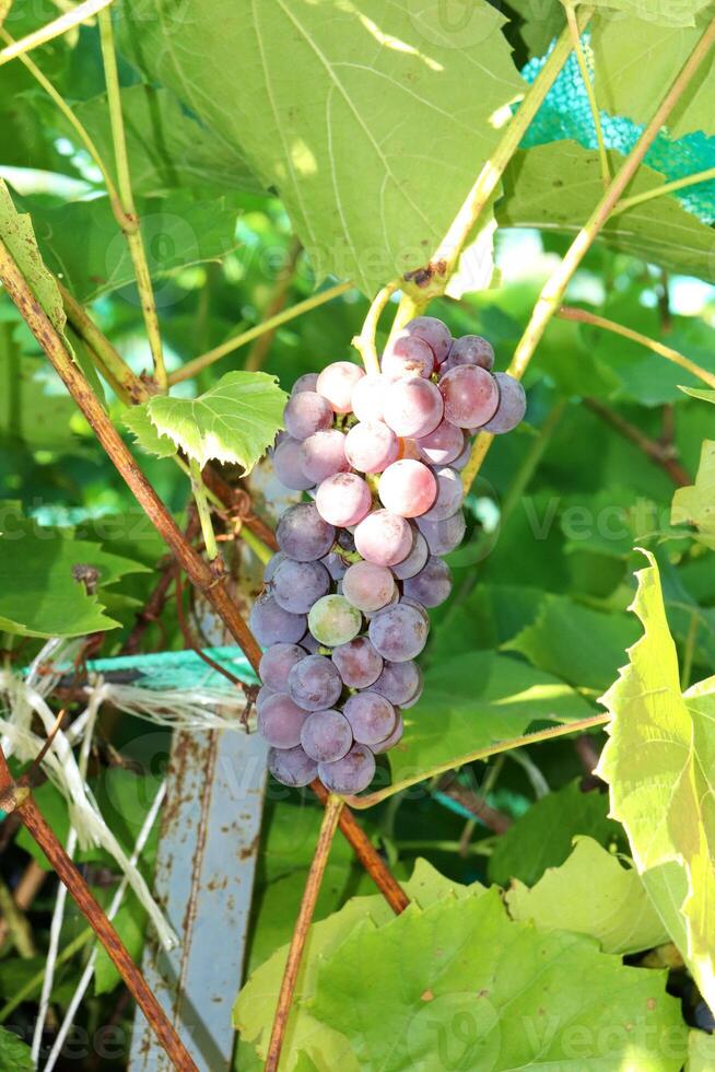 Bunches of semi-ripe pink grapes on vine, bush in partial shade photo