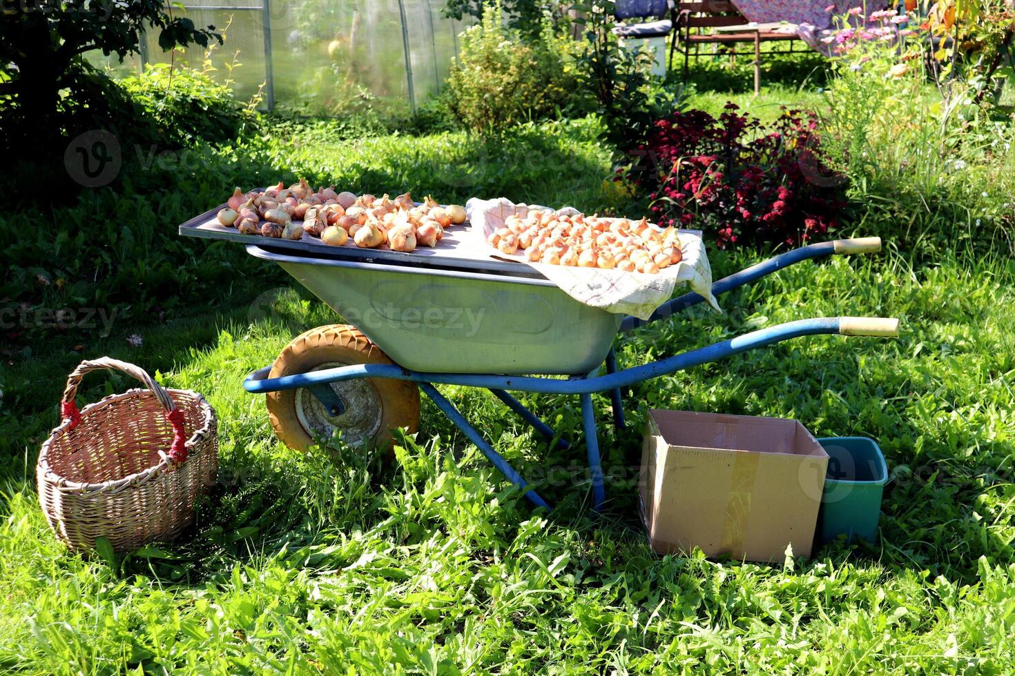 Basket, boxes, garden wheelbarrow with board and onions laid out for drying in the garden photo