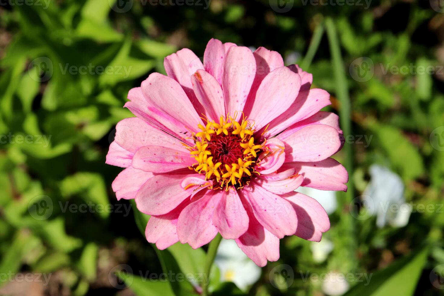 Delicate pink zinnia on a green background and white violets in the garden photo