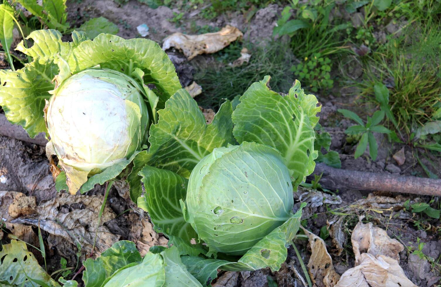 Two heads of white cabbage with leaves gnawed by a snail on a bed photo