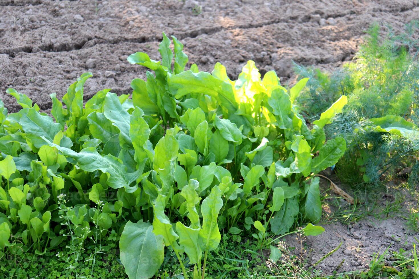 Bed with sorrel and dill in the garden in partial shade photo