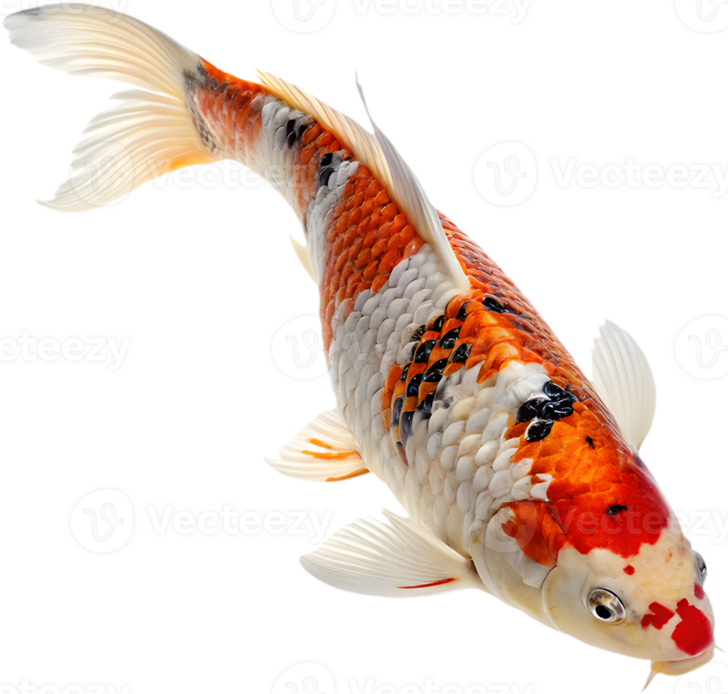 Beautifully Graceful Koi Fish in Vibrant Clipart Art. . png