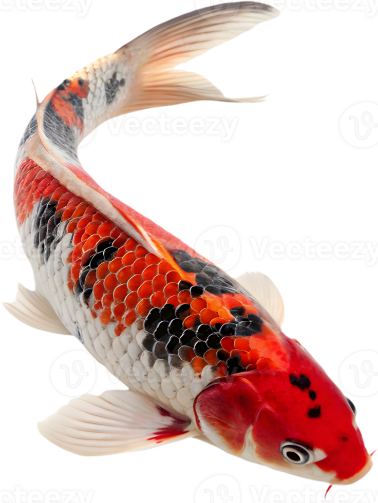 Vibrant Graceful Koi Fish Clipart with Fluid Movement. . png