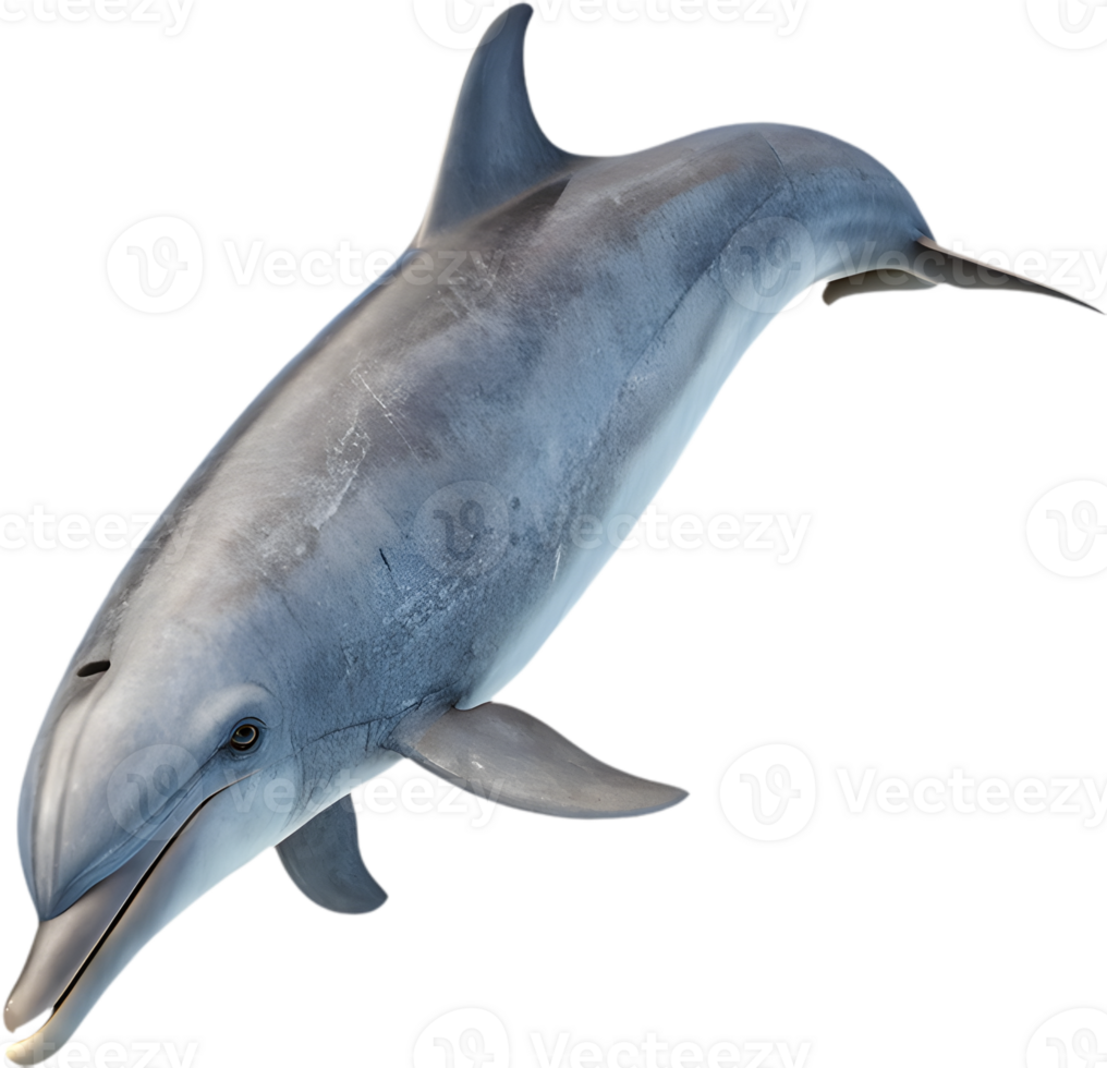 Playful Dolphin Swimming with Vibrant Cheerful Color Splash. . png
