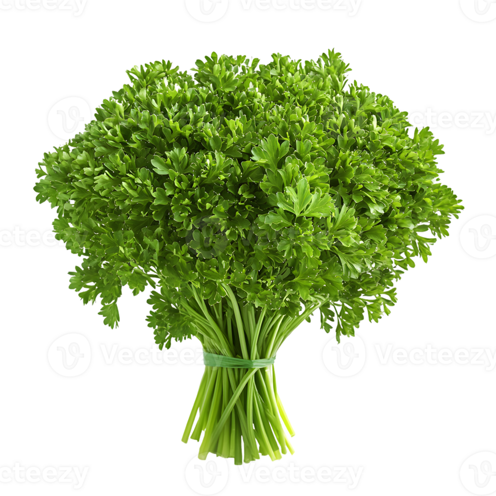 A Bunch of Fresh Green Parsley with Stems Tied Together png
