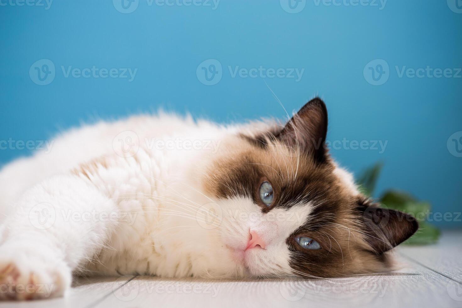 portrait of a beautiful young healthy Ragdoll cat photo