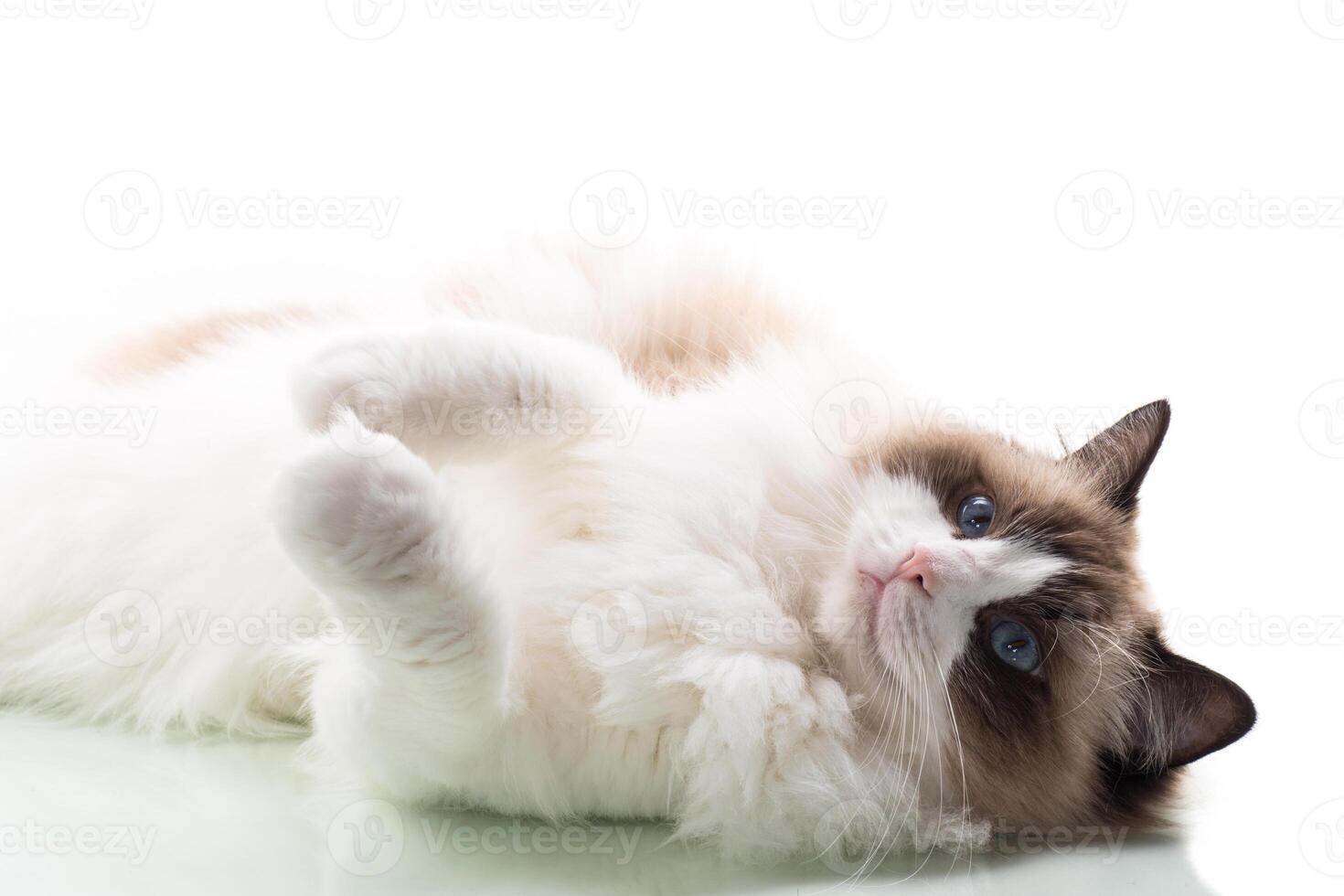 Happy beautiful Ragdoll cat isolated on white background photo