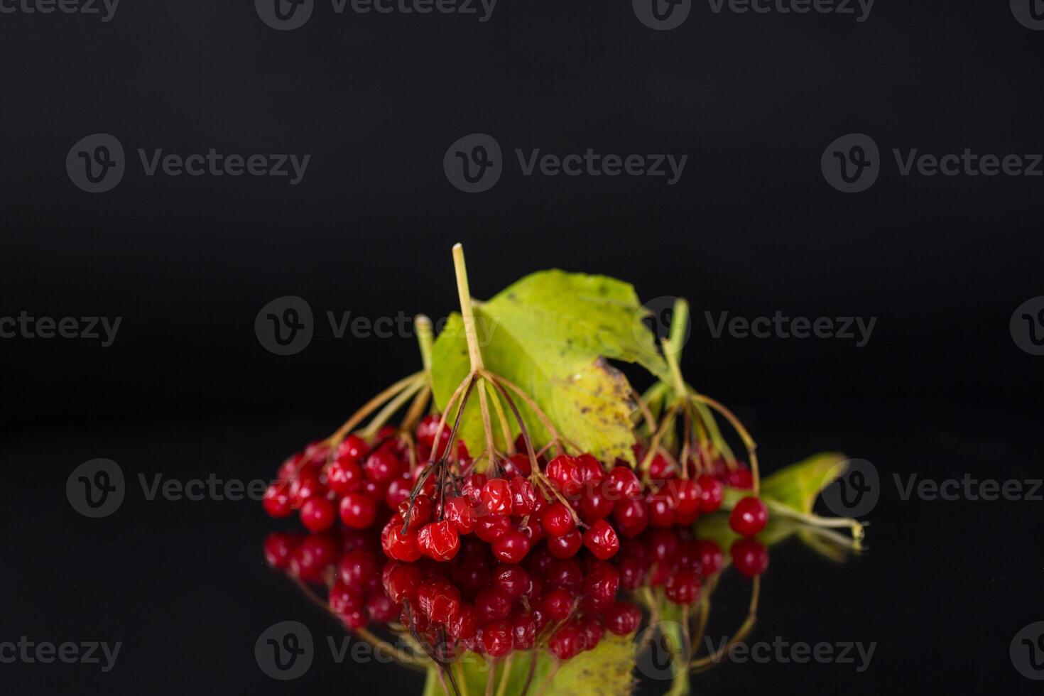 branch of ripe red viburnum, isolated on black background photo