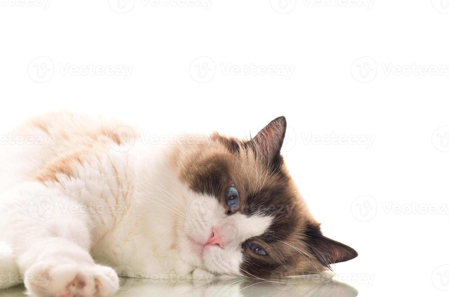 Portrait of purebred Ragdoll cat, isolated on white background photo