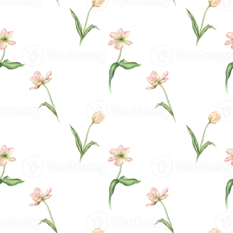 Seamless pattern of pastel pink light violet yellow bud Tulips watercolor illustration isolated on background. Hand drawn delicate spring perennial bulbous flower for spring wedding repeat design png