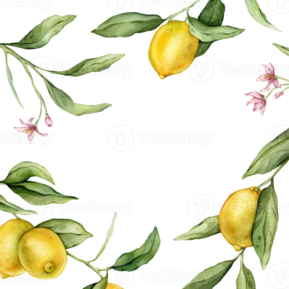 Lemon Fruits and pink flower square Frame. Hand drawn watercolor illustration of Border with Citrus branches on white isolated background. Drawing with tropical fruit lemon for food design. png