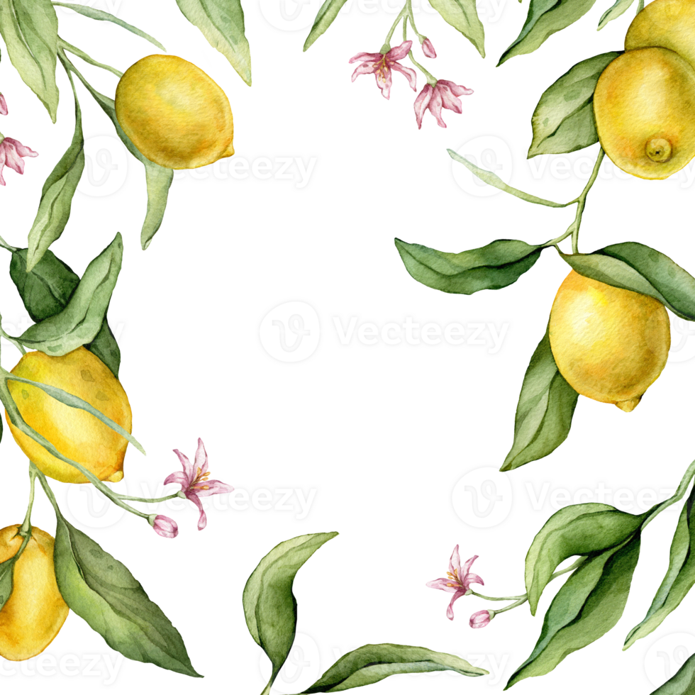 Lemon Fruits and pink flower square Frame. Hand drawn watercolor illustration of Border with Citrus branches on white isolated background. Drawing with tropical fruit lemon for food design. png