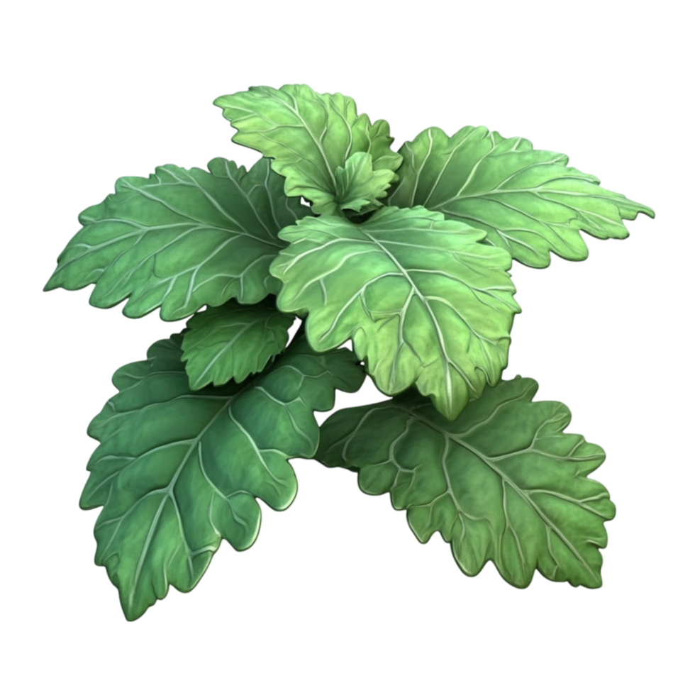 Green Leafy Plant on White Background png