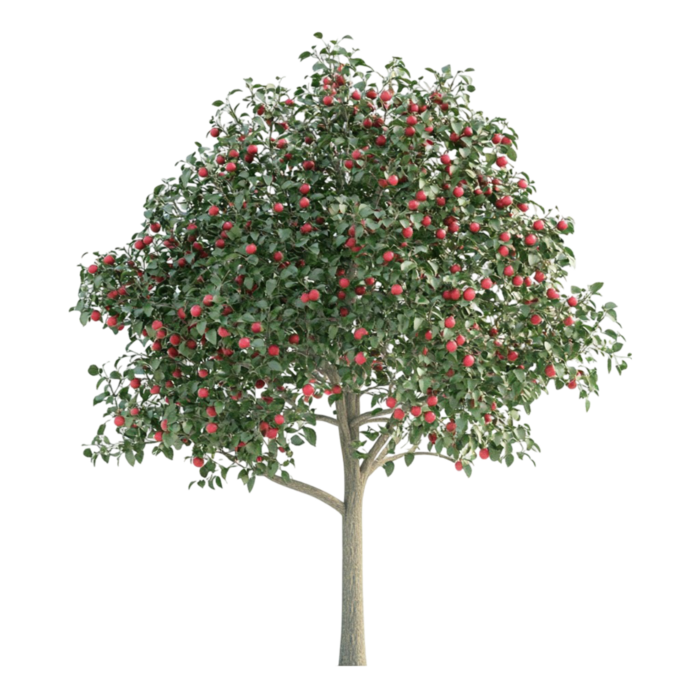 Apple Tree with Red Berries on Transparent Background png