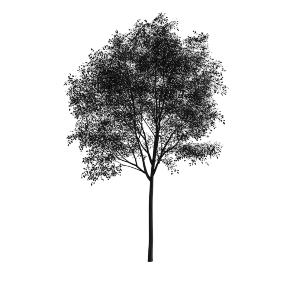 Tall Tree Silhouette with Thin Trunk png