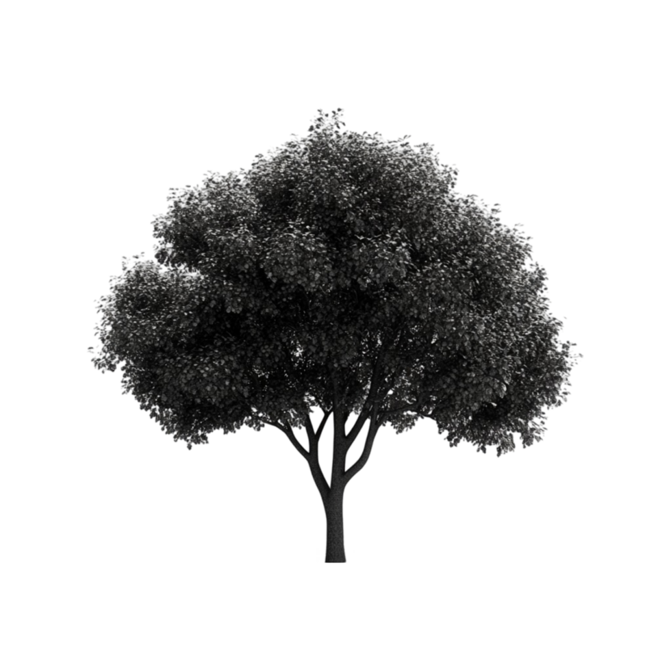 Black Silhouette of Large Leafy Tree png