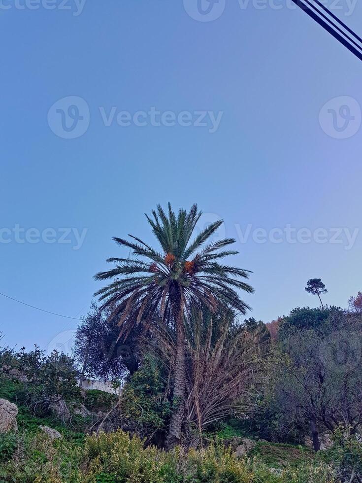 Tropical palm tree with its ripe fruit prominently displayed. The palm tree is surrounded by trees photo