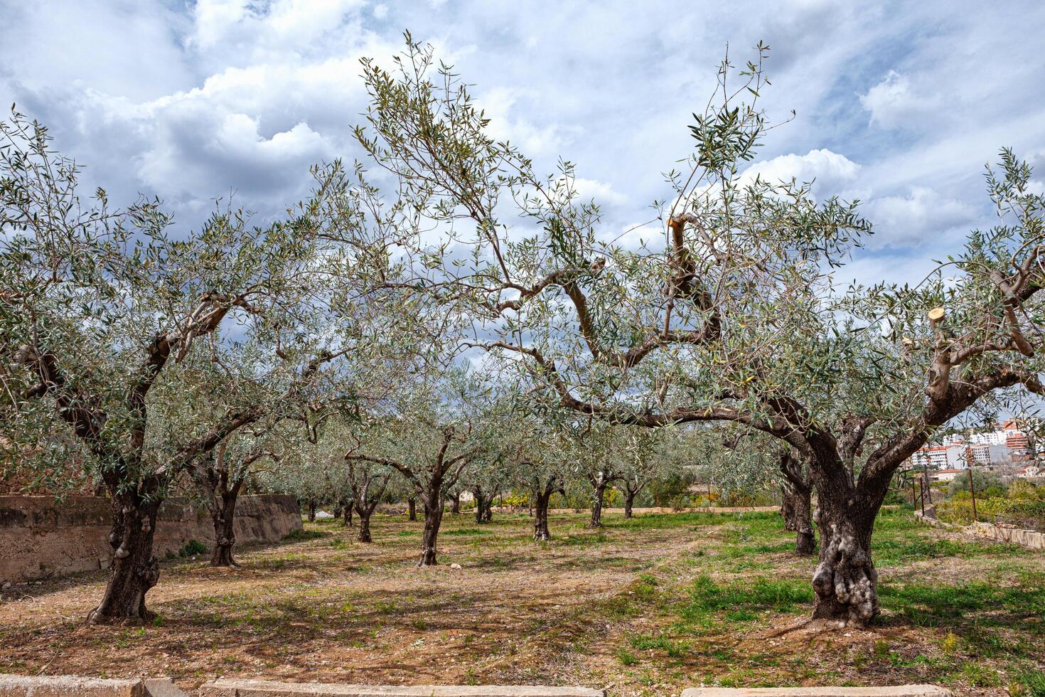 Spain, Valencia, March 29, 2024.Olive Trees in a Lush Grove Under a Cloudy Sky at a Rural Location photo