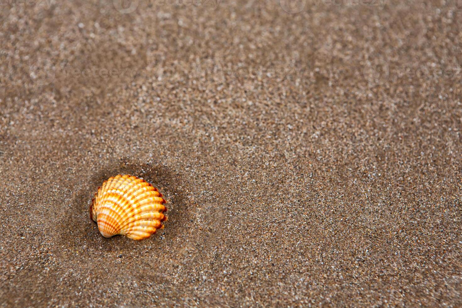 natural shells on the seashore close-up. Beach summer background photo