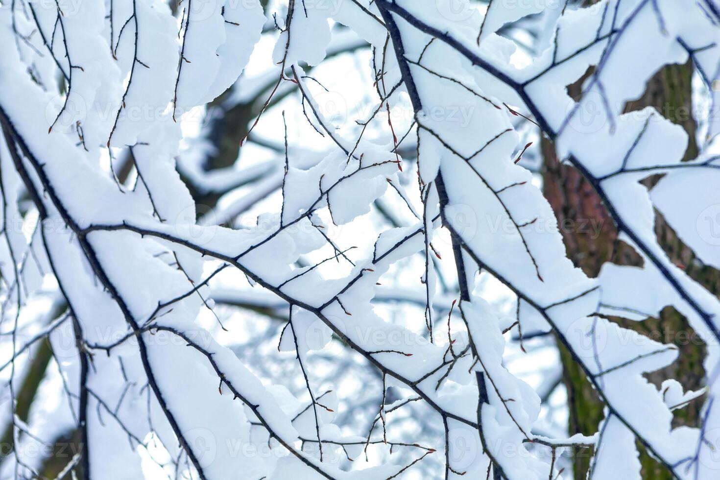 winter trees on snow. winter dry branches of trees in the snow. the bottom view. place for text photo