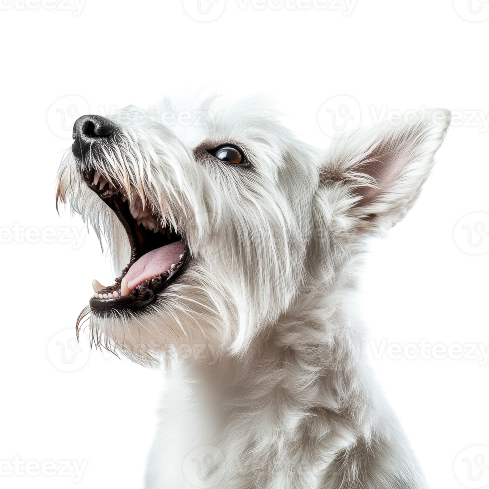 West Highland White Terrier Barking Isolated on transparent background png