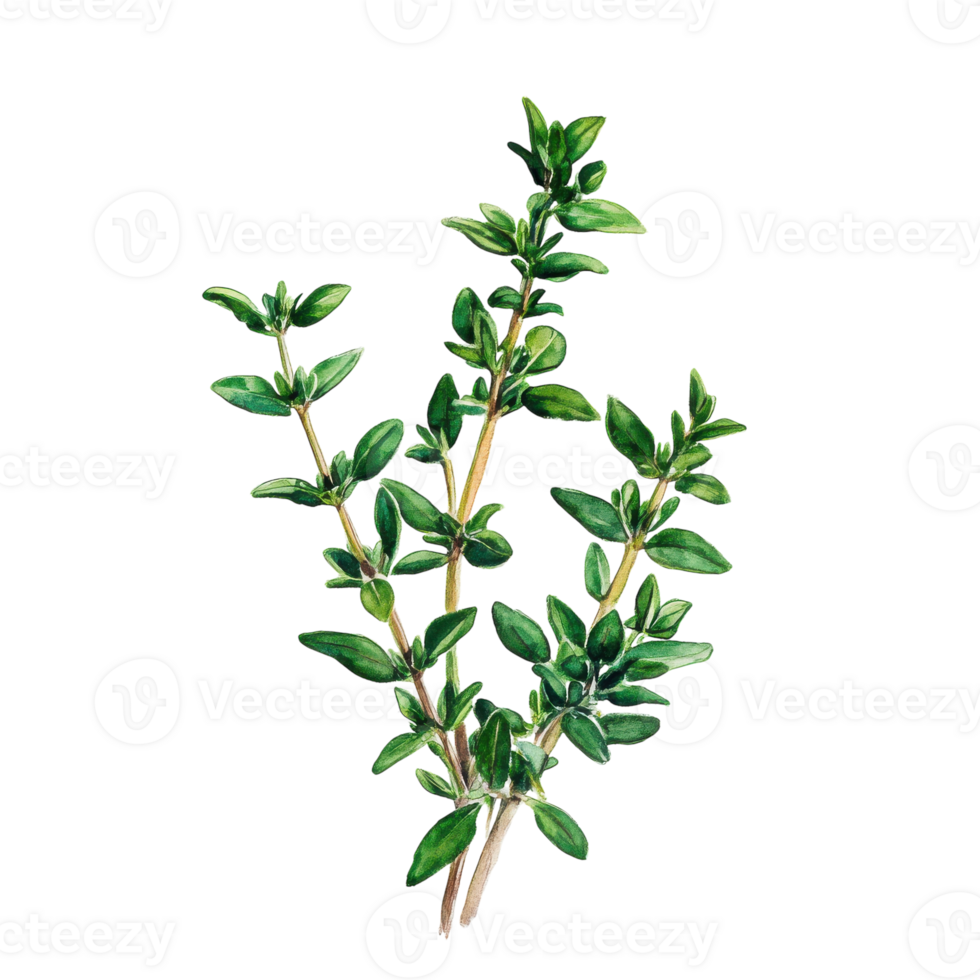 Thyme Herb Watercolor Illustration for Culinary and Herbal Uses on transparent background png