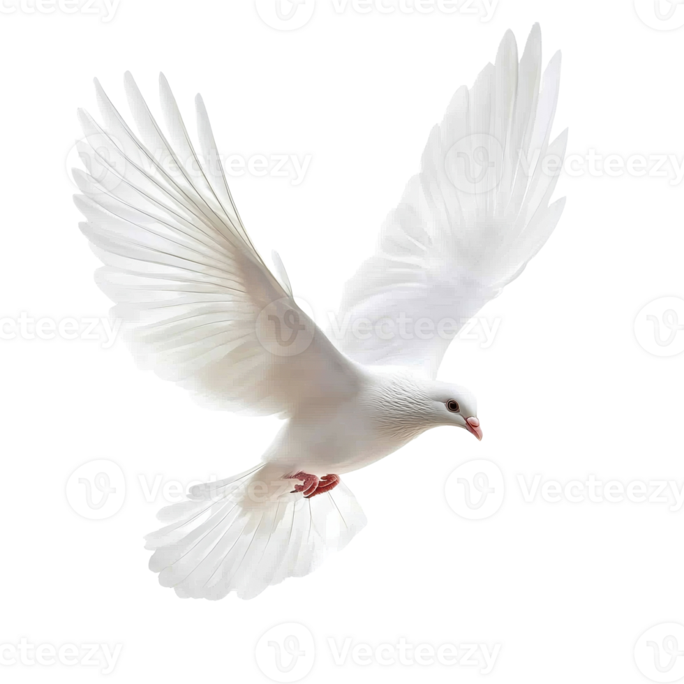 Symbol of Peace A Free Flying White Dove on a White Background on transparent background png