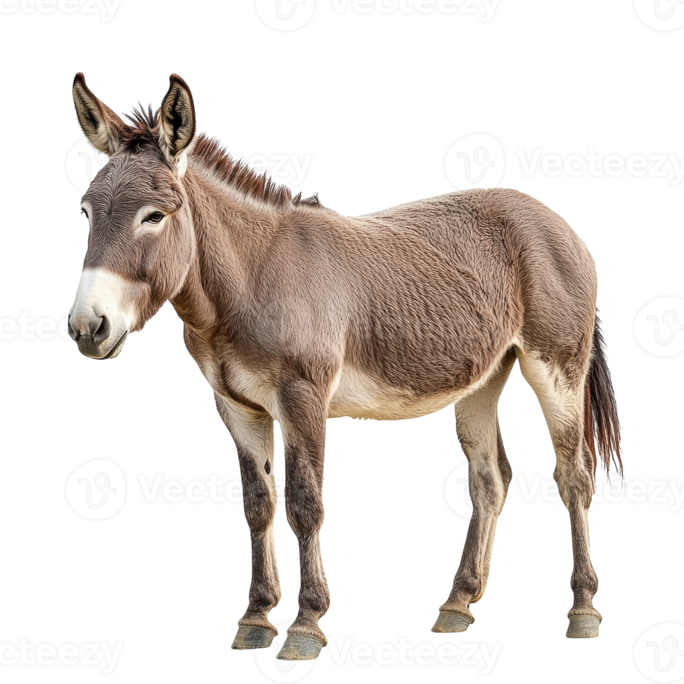 Donkey in Natural Habitat for Agricultural and Farm Use on transparent background png