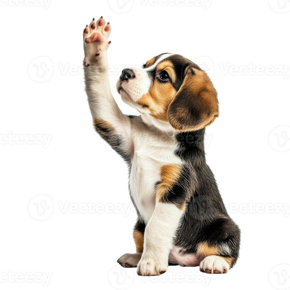 Beagle Puppy Giving a High Five Isolated on White Background on transparent background png